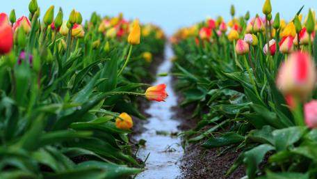 Colorful Tulip Field in Spring Rainfall wallpaper