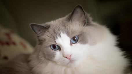 Elegant Cat with Mesmerizing Blue Eyes wallpaper