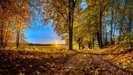 Golden Autumn Pathway wallpaper