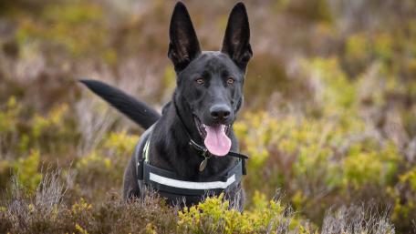 Majestic Black Dog in Nature Scene wallpaper