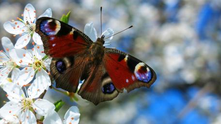 Vibrant Butterfly on Blossoming Branches wallpaper