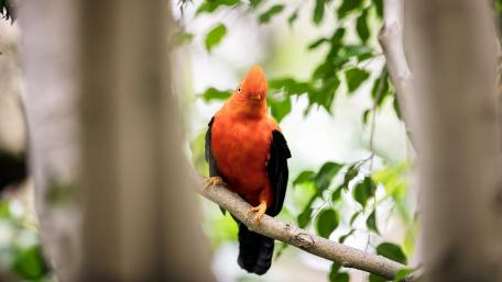 Vibrant Orange Bird Among Greenery Artistry wallpaper