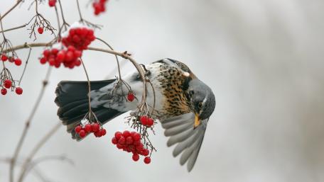 Winter Bird with Berries wallpaper