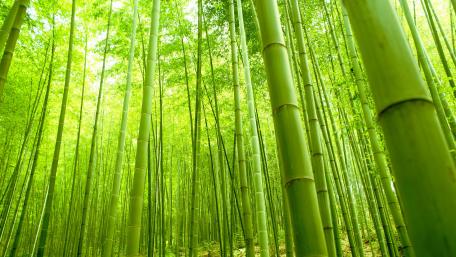 bamboo wallpaper