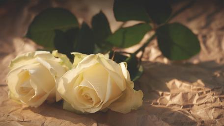 White roses wallpaper