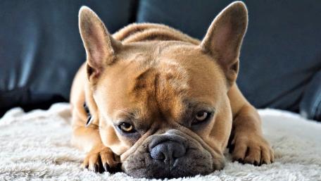 Adorable French Bulldog Relaxing on a Soft Blanket wallpaper
