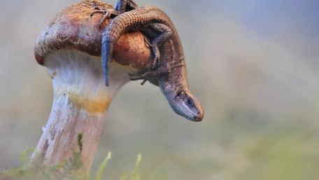 Lizard on Mushroom in Nature's Embrace wallpaper