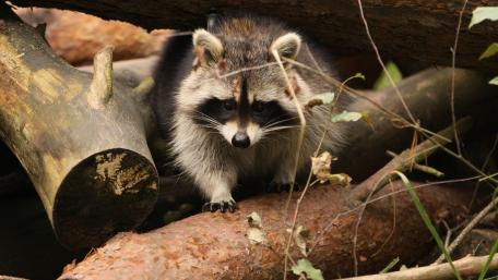 Curious Raccoon in Nature's Habitat wallpaper