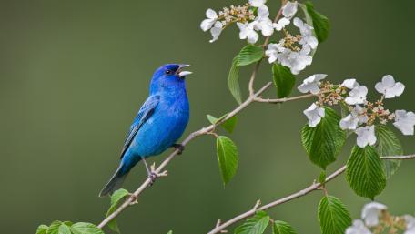 Indigo bunting wallpaper