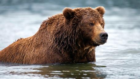 Bear in Serene Waters wallpaper