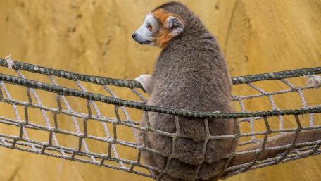 Curious Lemur Relaxing on a Hammock wallpaper