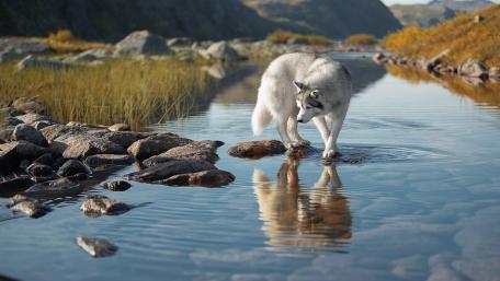 Serene Husky by the River wallpaper