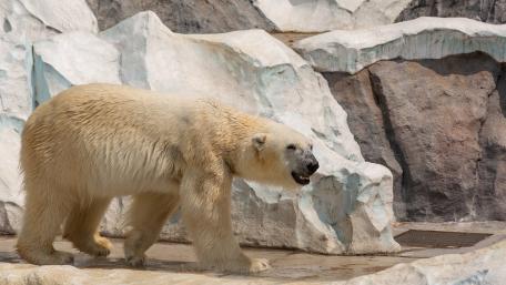 Majestic Polar Bear in Its Natural Habitat wallpaper