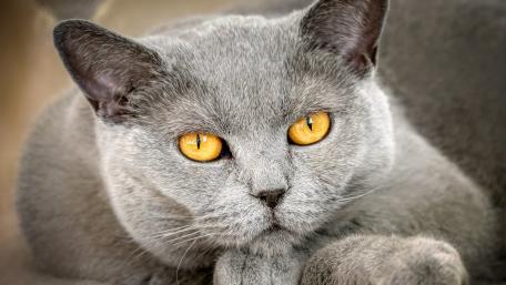 Captivating Grey Cat with Striking Eyes wallpaper