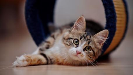 Playful Kitty in a Cozy Tunnel wallpaper
