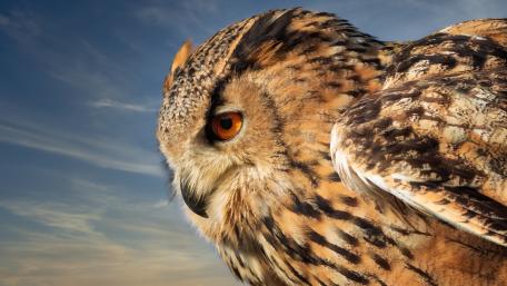 Majestic Owl in Close-Up Detail wallpaper