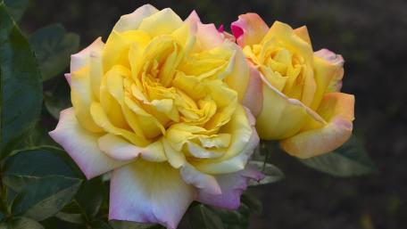 Golden Beauty of Yellow Roses in Bloom wallpaper
