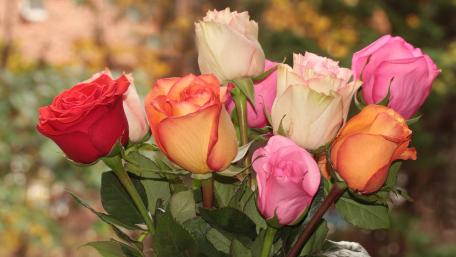 Colorful roses wallpaper
