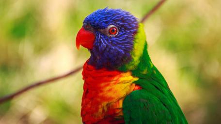 Scarlet macaw wallpaper