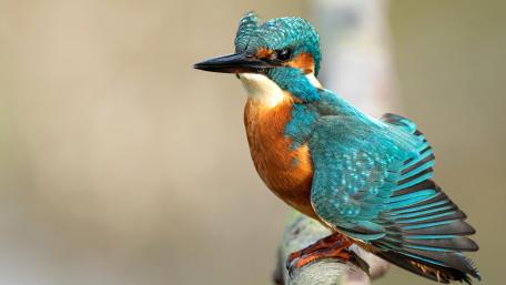 Kingfisher wallpaper
