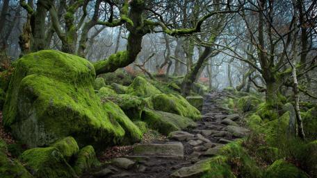 Mossy Forest Pathway Serenity wallpaper