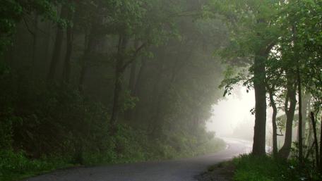 Mysterious Misty Forest Pathway wallpaper