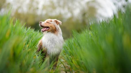 Joyful Dog in Lush Greenery wallpaper