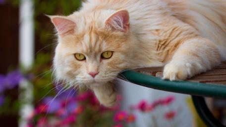 Majestic Cat Relaxing in a Garden Setting wallpaper