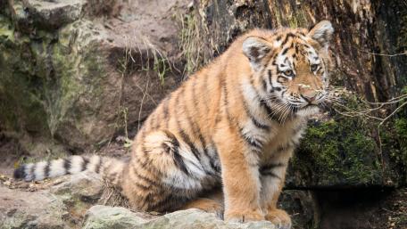 Playful Tiger Cub in the Wild Landscape wallpaper
