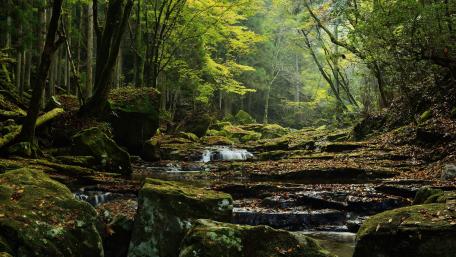 Serene Forest Stream in Majestic Greenery wallpaper