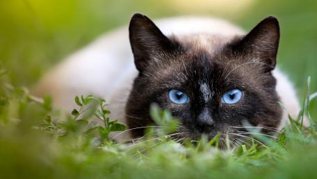 Sleek Cat with Mesmerizing Blue Eyes wallpaper