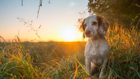 Sunset Serenity with a Dog in Nature wallpaper