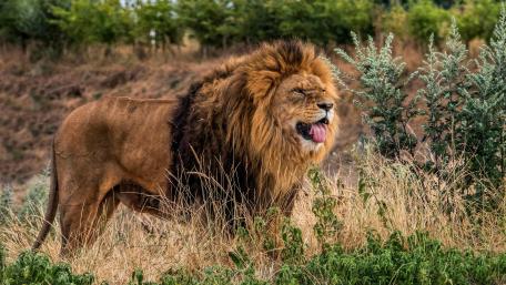 Majestic Lion Captured in Nature's Splendor wallpaper