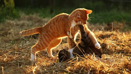 Playful Kittens in Golden Light wallpaper