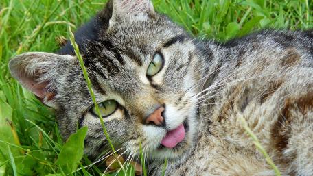 Charming Tabby Cat in Nature's Embrace wallpaper