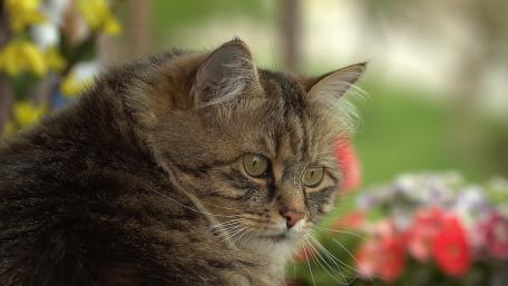 Majestic Feline Among Colorful Blooms wallpaper