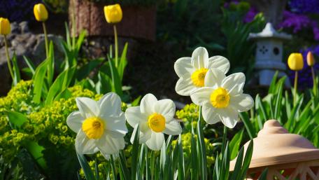 Spring Harmony with Daffodils in Bloom wallpaper