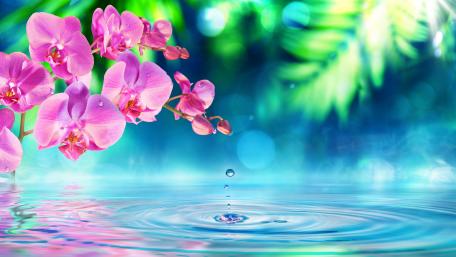 Serene Pink Orchids with Water Drops Reflection wallpaper