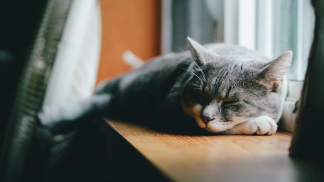Cozy Cat Napping by the Window wallpaper