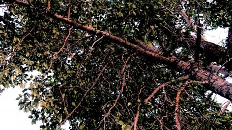 Tilted Tree wallpaper