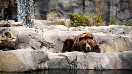 Majestic Bear Relaxing by Waterfall wallpaper