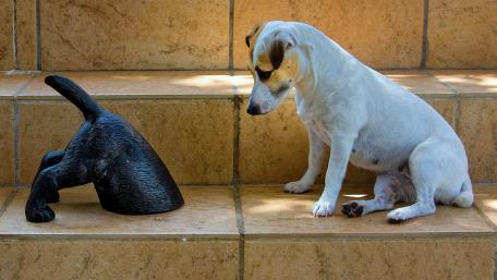 Curious Jack Russell Terrier Engages with Mysterious Object wallpaper