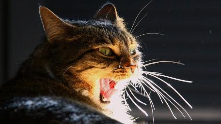 Yawning Cat Caught in a Moment of Serenity wallpaper
