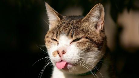 Playful Cat Posing with Its Tongue Out wallpaper