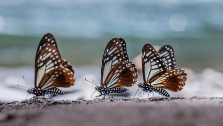 Butterflies on the Shoreline Scene wallpaper