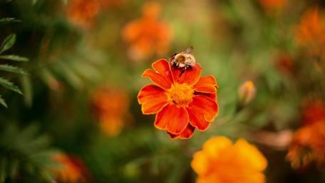 Nature's Vibrant Harmony with Bees and Flowers wallpaper