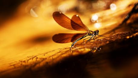 Elegant Macro Mosquito in Warm Tones wallpaper