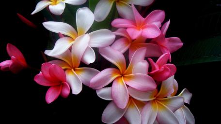 Elegant Plumeria Blossoms in Soft Shades of Pink and White wallpaper