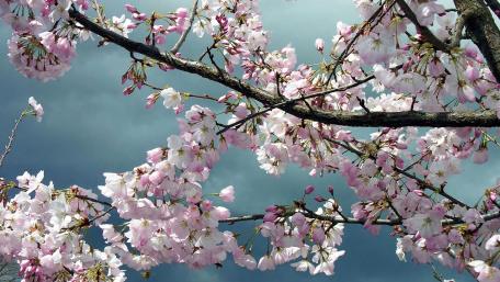 Spring Blossoms Under Dramatic Skies wallpaper