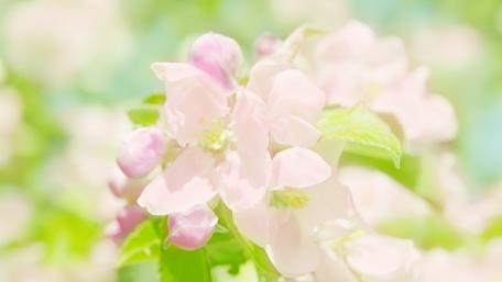 Soft Pink Blossoms in Blooming Garden wallpaper
